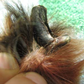 Slo Koira Data: Why Relevant Content Is Hard to Locate Online